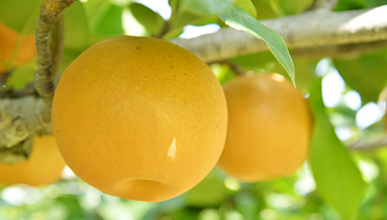 芳賀町観光協会 公式サイト Haga A Good Time はがまちで楽しいときを 芳賀町観光協会 公式サイト Haga A Good Time はがまちで楽しいときを