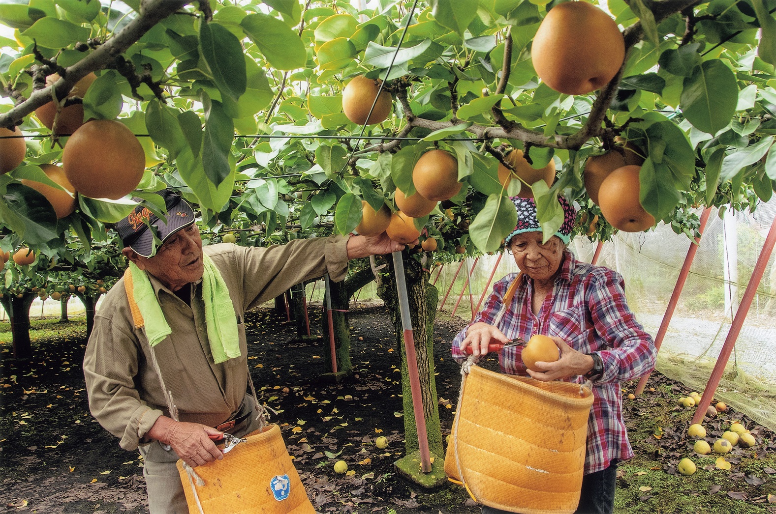 芳賀町観光協会長賞