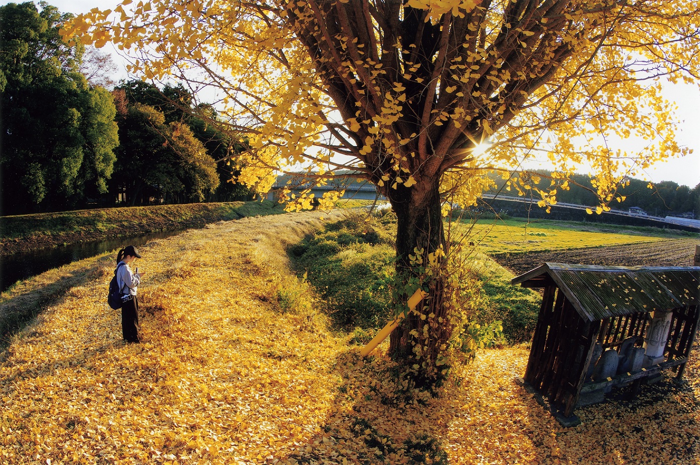 芳賀町写真クラブ会長賞