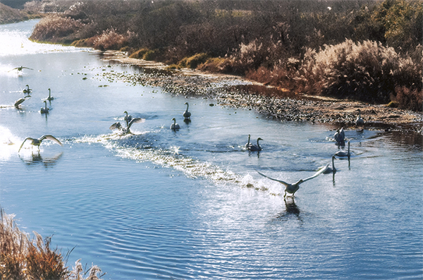 芳賀町観光協会会長賞