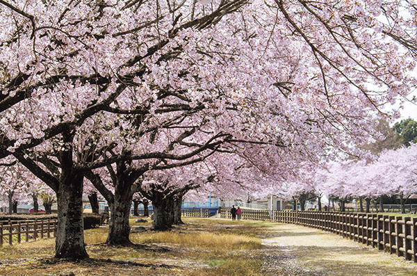 はがまち観光フォトコンテスト2021 芳賀町観光協会 公式サイト|HAGA A GOOD TIME~はがまちで楽しいときを~