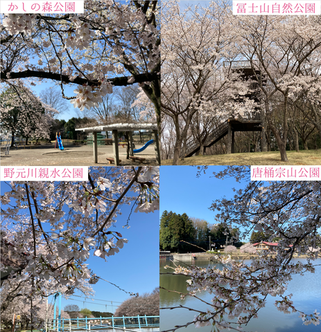 桜の開花状況について(4/12現在)
