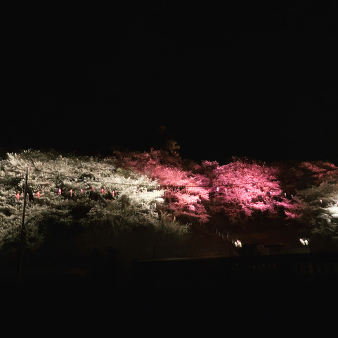 冨士山自然公園の桜ライトアップについて