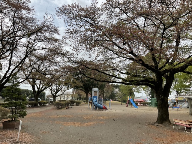 【終了】桜開花状況