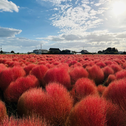 東高橋コキアが見頃です