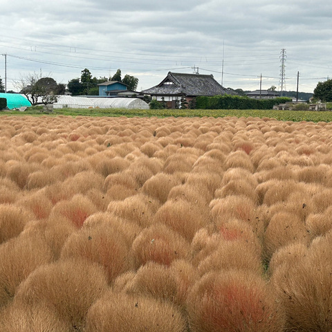 東高橋コキア見頃終了しました