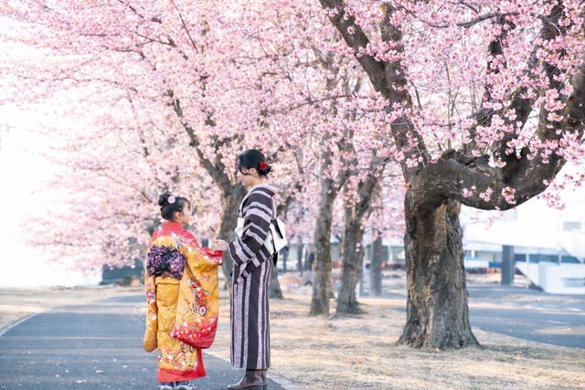 【さくらまつり2026】着物de記念写真