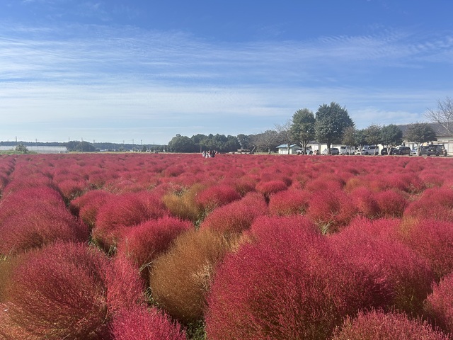 芳賀町東高橋コキアが見頃を迎えています