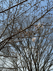 「かしの森公園」の桜開花状況