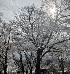 かしの森公園の桜の開花状況