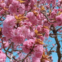 ぼたん桜が満開です！