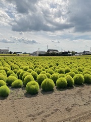 東高橋コキアが成長中です
