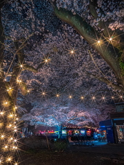 【さくらまつり2026】桜のライトアップ